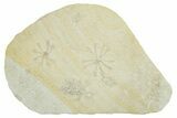 Floating Crinoid (Saccocoma) Fossils - Solnhofen Limestone #353572-1